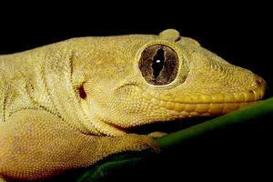 Bí mật của thằn lằn hỗ trợ nghiên cứu tái tạo bộ phận ở người