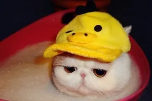 Khi cún yêu... tắm