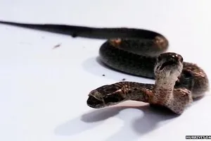 Xuất hiện rắn hai đầu ở Thổ Nhĩ Kỳ