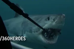 Bi hài cá mập nuốt trọn bộ quay phim có giá 12 ngàn đô