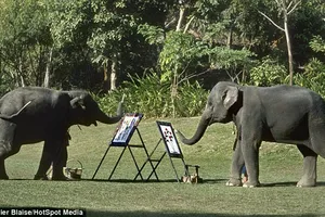 Thích thú nhìn chú voi vẽ tranh