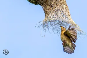 Chùm ảnh độc đáo về chim 'vua khéo léo' ở Sài Gòn