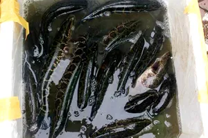 Cá lóc Tàu tiêm thuốc mê đổ về chợ