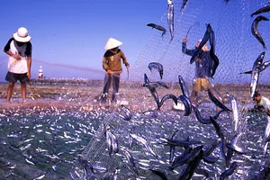 Ngư dân trúng mùa cá cơm
