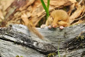 Chùm ảnh đáng yêu về loài chuột đồng