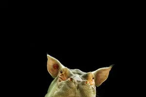 Những ảnh ghép đẹp lung linh nhờ... photoshop