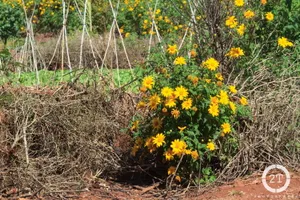 Choáng ngợp sắc vàng hoa dã quỳ