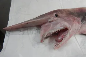 Cá mập yêu tinh sa lưới ngư dân Australia