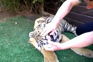 Nín thở xem thanh niên tay không nhổ răng hổ