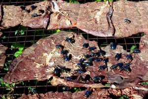 Kinh hoàng khô bò khô giả từ thịt heo thối