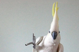 Hứng khởi xem những chú vẹt nhảy disco