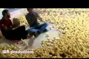 Ngộ nghĩnh thanh niên dùng tiếng hát... gọi gà