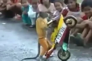 Trố mắt xem khỉ lái mô tô