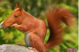 Ngộ nghĩnh sóc biến thành ngựa