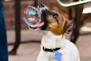 Những chú chó ngố 'trên từng cây số'