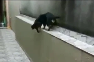 Cười ngặt nghẽo với chú chó chạy thụt lùi