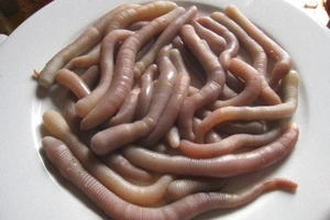 Sá sùng Vân Đồn vào 'bảng vàng'