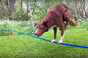 Trố mắt xem chó 'trồng chuối' trên dây