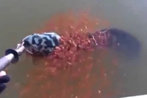 Cảm động nhìn bầy cá con bám cá mẹ khi mẹ bị bắt