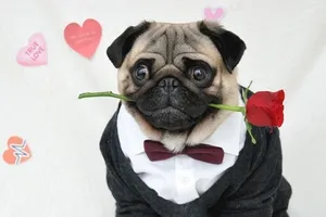 Những màn tỏ tình bất thành đáng yêu của cún