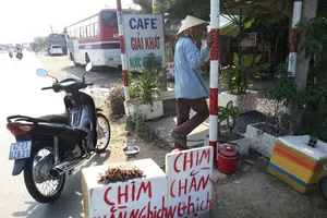 Chim rừng… dỏm tái xuất