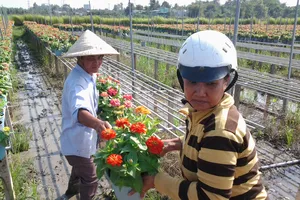 Làng hoa Cù Lao Phố Biên Hòa hối hả đón xuân