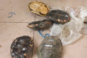 Mang Camry đi buôn tê tê 