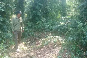 Báo động cháy rừng U Minh Hạ