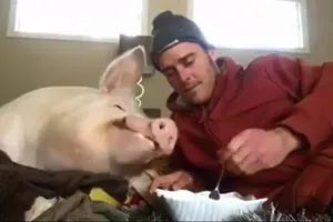 Buồn cười chủ và lợn cùng ăn bim bim