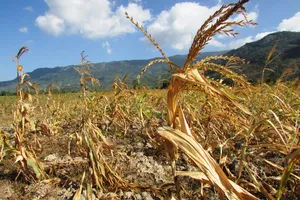 Hạn hán ở Ninh Thuận: Làm rẫy dưới lòng hồ vẫn thiếu nước