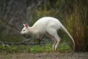 Chiêm ngưỡng chuột túi bạch tạng đẹp như trong cổ tích