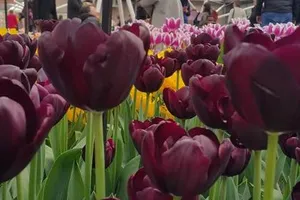 Ngắm 800 loài tulip rực rỡ tại hội hoa Keukenhof