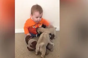 Đáng yêu xem bé nhỏ chơi đùa với bầy chó pug