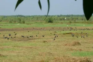 Ramsar Láng Sen xài... 'đồ cổ' để chữa cháy