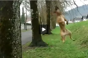 Tuyệt chiêu đu dây bằng răng của cún