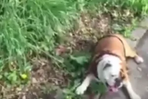 Thú vị xem chú chó chơi trò 'giả vờ ngã'