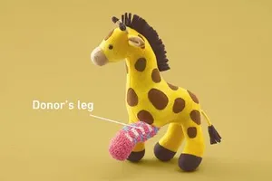 Độc đáo thú bông được 'hiến tạng'