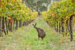Chú Kangaroo 'chơi nhây' không chịu nổi