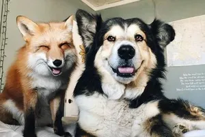 Tình yêu kỳ lạ của cáo và chó