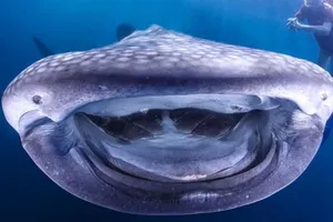 Khoảnh khắc thú vị: Hải cẩu tạo dáng, "nụ cười" của cá mập voi