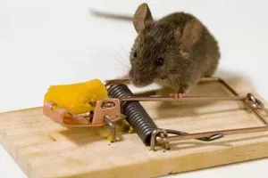 Chuyện không tưởng về chú chuột và cái bẫy