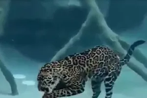 Xem báo đốm trổ tài bắt cá hiếm gặp