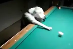 Há hốc mồm với kỹ năng chơi bida của chó