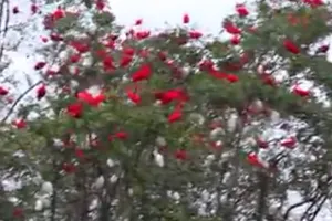 Ngỡ ngàng với bầy chim thoạt nhìn tưởng hoa phượng đỏ