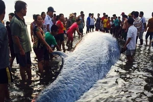 Cá voi 15 tấn đã được cứu, hàng ngàn người reo hò 