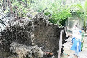 Cây cổ thụ bị bật gốc đè chết bé trai 12 tuổi