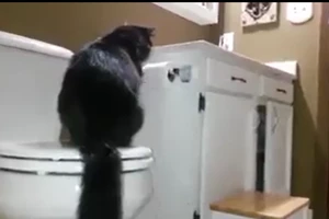 Chịu không nổi với 'bà mèo' quậy phá