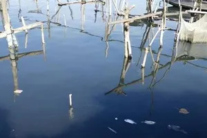 Cá nuôi lồng tiếp tục chết hàng loạt