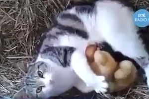 Lạ lùng mèo mẹ nuôi vịt con bằng sữa