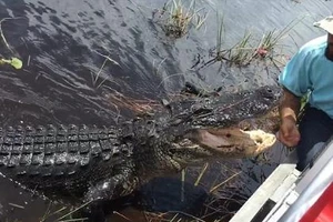 Hướng dẫn viên tay không chơi đùa với cá sấu 